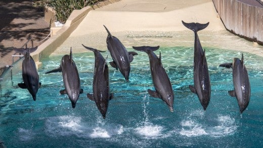 7 dolphins