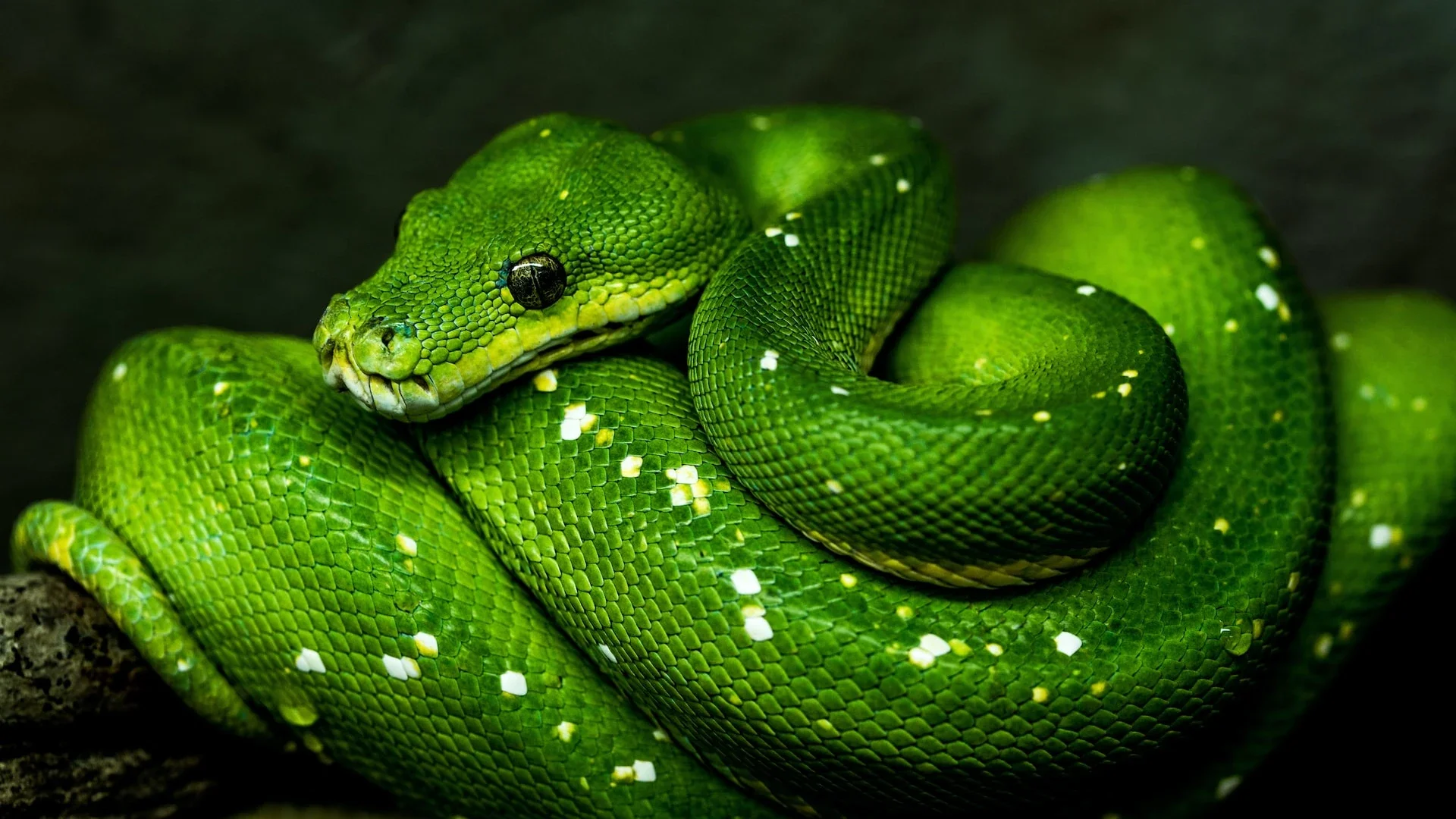 A snake on a branch