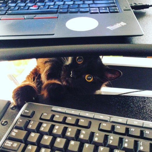cat at keyboard