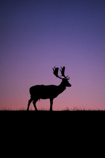 Full-color deer image