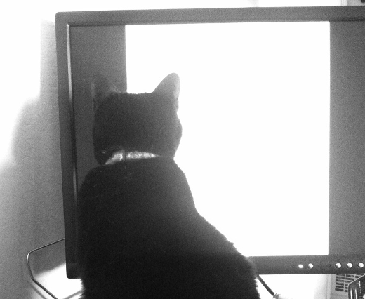 cat and monitor