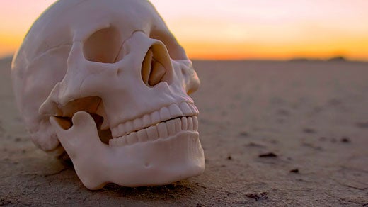 A skull in the desert