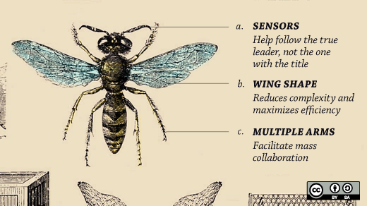 A diagram of a bug.