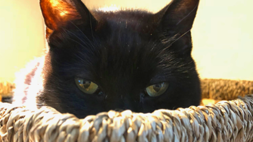 cat peeking out of a basket