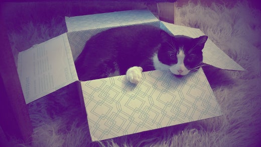 Cat dropped in a box