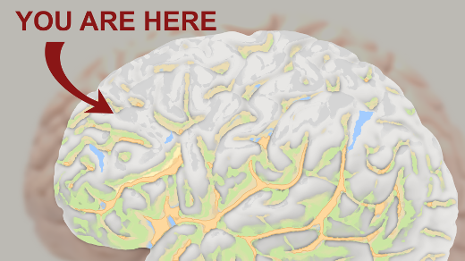 brain map