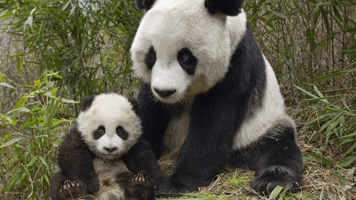 two pandas sitting in bamboo