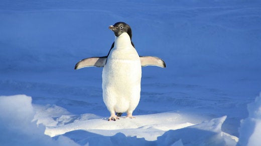 penguin on ice, blue background