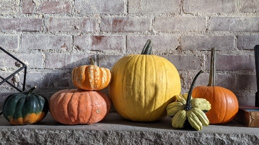 A vignette of green, orange, and yellow pumpkins in front of a brick wall