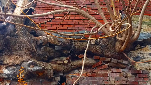 tree roots breaking through brick wall
