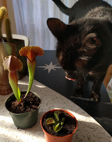 Plants meet the cats