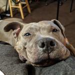 A very happy pit bull staring lovingly into the camera.