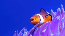 Clownfish swimming with coral in blue ocean water