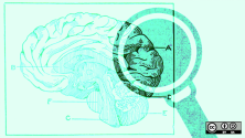 a magnifying glass looking at a brain illustration