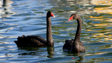 pair of black swans on water