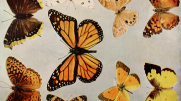 Different color butterflies