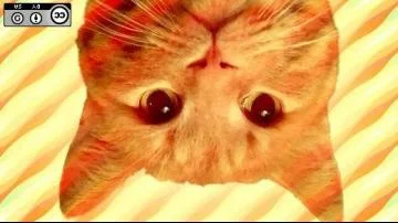 перевернутый кот