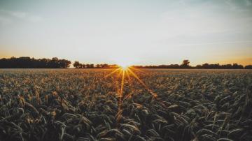 Wheat field on farm at sunset