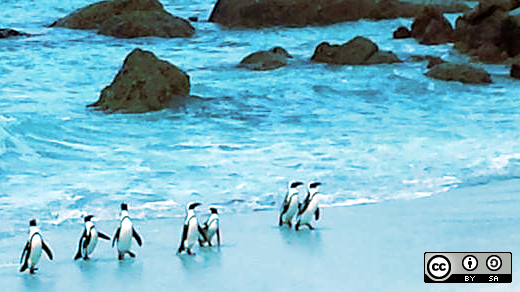 Penguins walking on the beach 