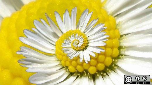 A daisy swirl