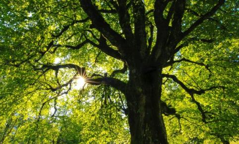 Sunlight coming through the tree branches