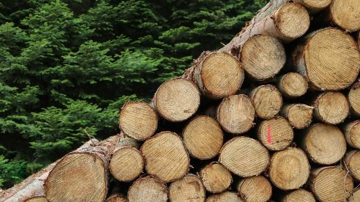 Logs stacked up and to the right in front of a green tree forest