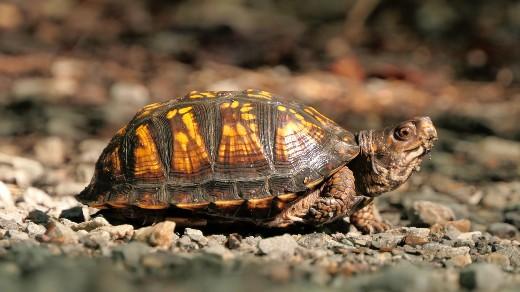 Box turtle