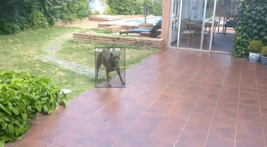 Single Shot MultiBox Detector model applied to a dog playing fetch.