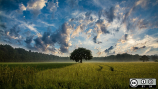 Tree in an open field with clouds