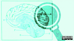 a magnifying glass looking at a brain illustration
