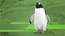 Penguin with green background