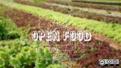 Lettuce farming field for Open Food Week
