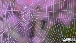 Closeup of a spider web, purple background