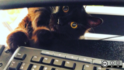 A cat under a keyboard.