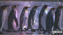 7 penguins walking in a line