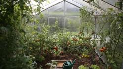 Greenhouse garden with tomatoes