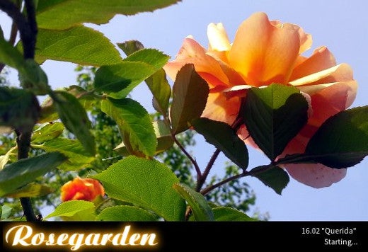 Rosegarden startup