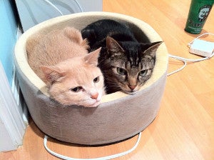 Two cats in a bed