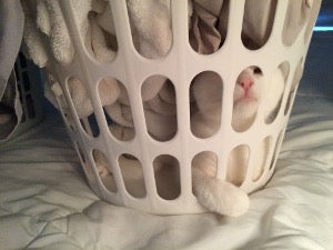 Cat in a laundry basket