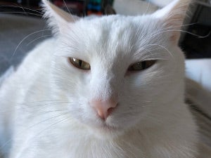 White cat