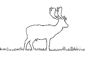 Deer image cropped for coloring page