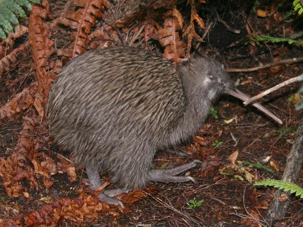 Taking machine learning technology to the birds in New Zealand