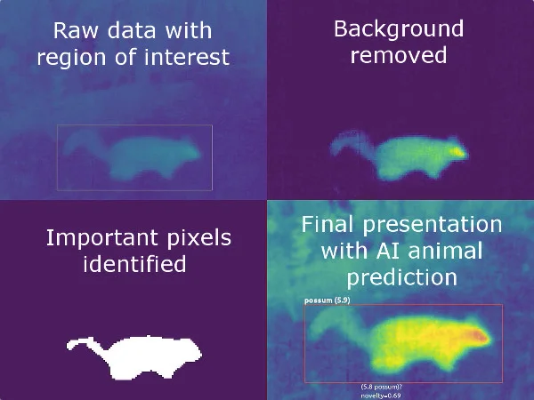 Steps to identify animals in a thermal image