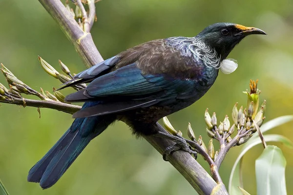 New Zealand tui bird