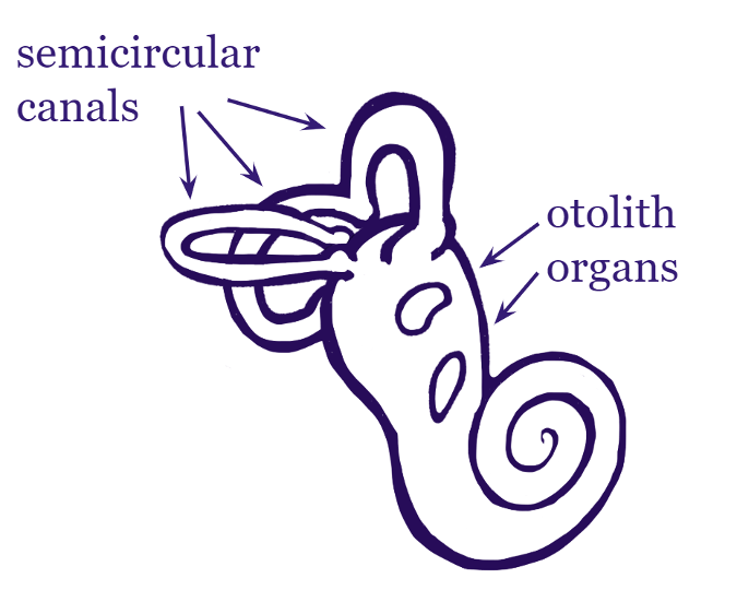 Vestibular system diagram