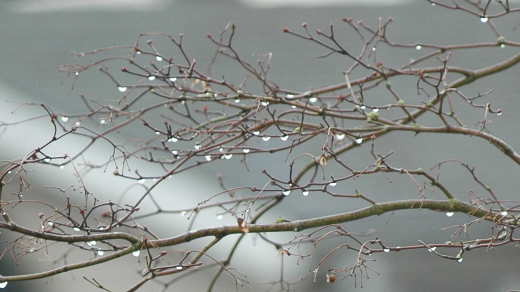 water drops on tree